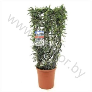 Олива Olea Europaea Op Rek