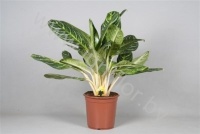 Аглаонема Aglaonema Key Lime