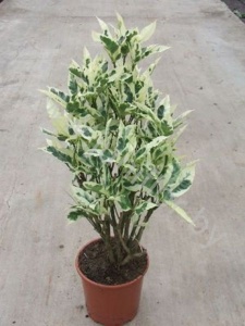 Кодиеум Codiaeum Tamara