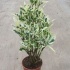 Кодиеум Codiaeum Tamara Кодиеум Codiaeum Tamara