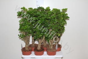 Полисциас Polyscias Roble Vertakt