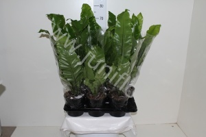 Асплениум Asplenium Nidus