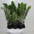 Асплениум Asplenium Nidus Асплениум Asplenium Nidus