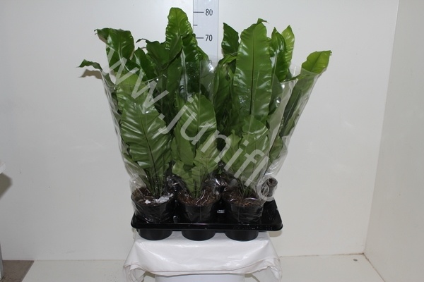 Асплениум Asplenium Nidus Асплениум Asplenium Nidus
