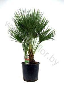 Хамедорея Chamaerops Humilis