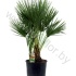 Хамедорея Chamaerops Humilis Хамедорея Chamaerops Humilis