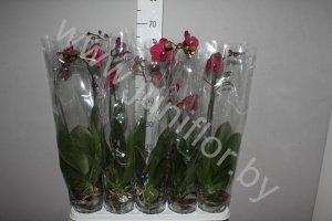 Фаленопсис Phal Red 1-Tak (2105)
