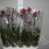 Фаленопсис Phal Red 1-Tak (2105) Фаленопсис Phal Red 1-Tak (2105)