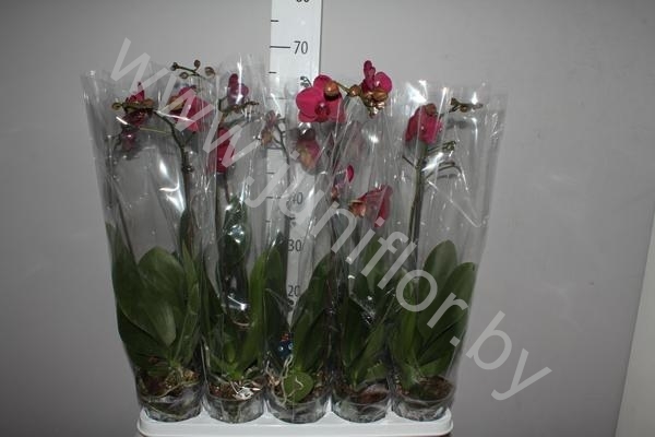 Фаленопсис Phal Red 1-Tak (2105) Фаленопсис Phal Red 1-Tak (2105)