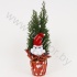 Кипарис Cham.Rondella Kerstman NO SNOW