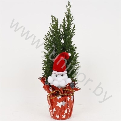 Кипарис Cham.Rondella Kerstman NO SNOW