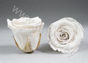 Стабилизированная роза Rose pr WHT04