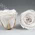 Стабилизированная роза Rose pr WHT04 Стабилизированная роза Rose pr WHT04