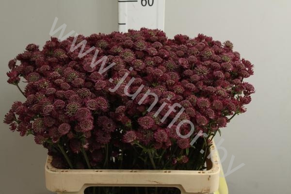 Астранция Astrantia Star of Beauty