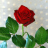 passionk6.jpg Роза Passion