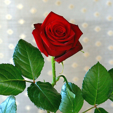 Роза Passion