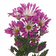 Хризантема Dance