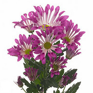 Хризантема Dance