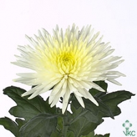 Хризантема Anastasia cream