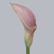 Калла Pink Diamond