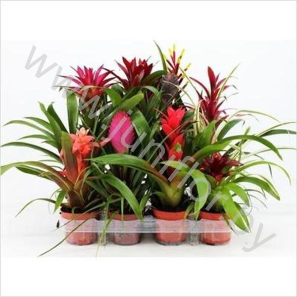 Бромелия Mix Color Sensation Porpor