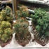 Кактус Cereus Cites Gemengd Кактус Cereus Cites Gemengd