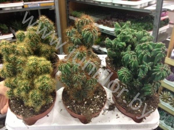 Кактус Cereus Cites Gemengd