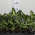 Диффенбахия Dieffenbachia Mix