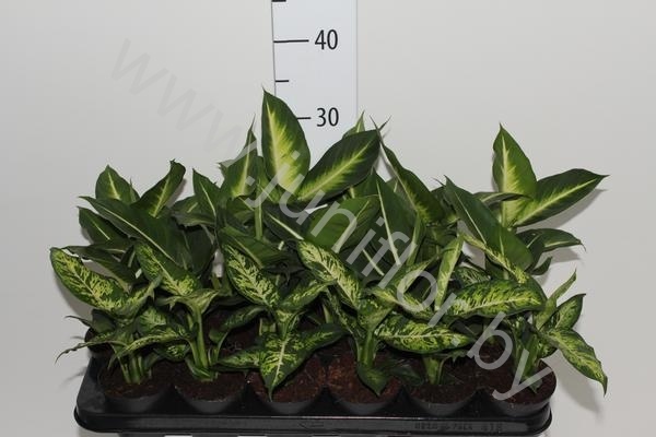 Диффенбахия Dieffenbachia Mix