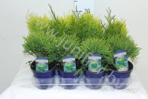 Туя Thuja Mix