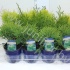 Туя Thuja Mix Туя Thuja Mix