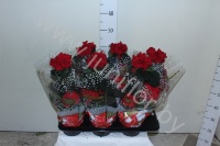 Пуансетия Euphorbia Harlequin