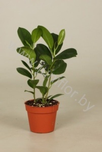 Фикус Ficus Moclame