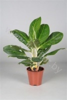 Аглаонема Aglaonema King Of siam