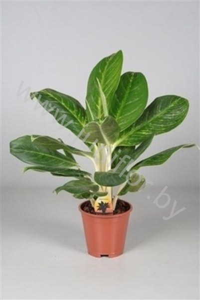 Аглаонема Aglaonema King Of siam