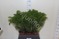 Блехнум Blechnum Gibbum Silver Lady