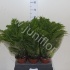 Блехнум Blechnum Gibbum Silver Lady Блехнум Blechnum Gibbum Silver Lady