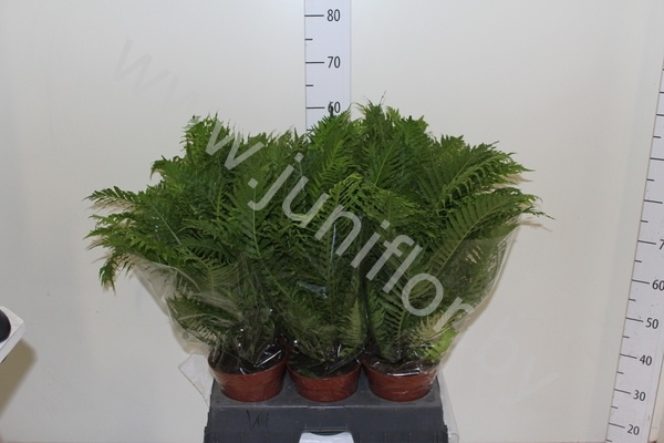 Блехнум Blechnum Gibbum Silver Lady