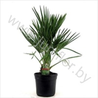 Хамедорея Chamaerops Humilis