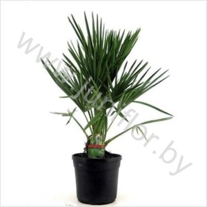 Хамедорея Chamaerops Humilis