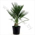 Хамедорея Chamaerops Humilis Хамедорея Chamaerops Humilis