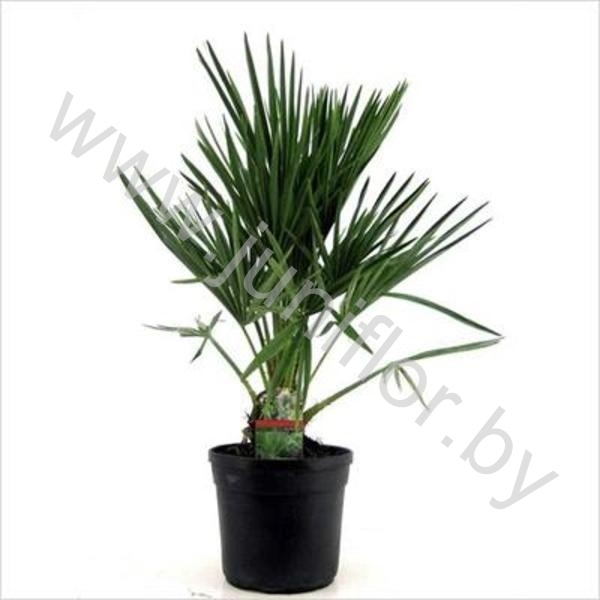 Хамедорея Chamaerops Humilis
