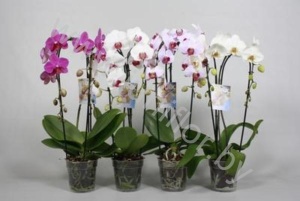 Фаленопсис Phal Cascade Mixed 2-Tak