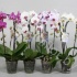 Фаленопсис Phal Cascade Mixed 2-Tak Фаленопсис Phal Cascade Mixed 2-Tak