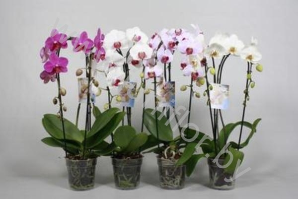 Фаленопсис Phal Cascade Mixed 2-Tak