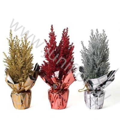 Кипарис Cham.Rondella Glitter Crystal