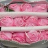 Садовая Роза Дэвида Остина Rose Dav Austin Carey