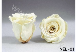 Стабилизированная роза Rose pr YEL01