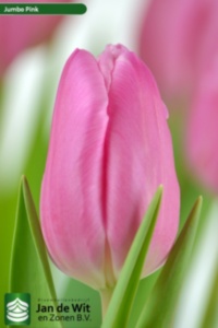 Jumbo Pink
