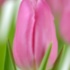 Jumbo Pink Jumbo Pink